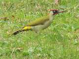 Bel oiseau vu tantôt au jardin