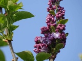 Lilas