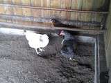 Nos nouvelles poules