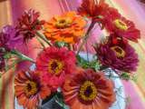 Zinnias