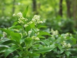 Réinventez vos recettes de printemps avec ce pesto à l’ail des ours incomparable