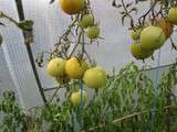 Tomates vertes sont des legumes a part entiere