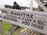 Algues de l'île de Ré by Algorythme