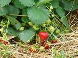 Pourquoi faut-il attendre pour sucrer les fraises