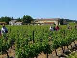 Vignes Toquées 2012