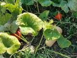 Demain c'est l'automne... ou balade au jardin pour reprendre en douceur