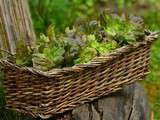 Légumes et plantes aromatiques à cultiver sous abri