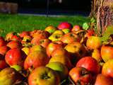 Que faire dans son jardin en Novembre