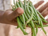 Haricot vert, saveurs, variétés, bienfaits, haricot vert en cuisine