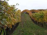 Vin biodynamique et vin biologique : quelle est la différence