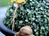 Escargot dans le jardin