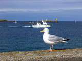 Goéland, la mer de Bretagne et qui participe