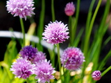 Vie reprend au jardin et ce n’est que du bonheur