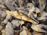 Moules au camembert