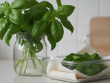 Basilic frais : méthodes efficaces de conservation sans noircissement