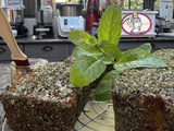Cake citron, menthe et basilic Nicolas Bernardé