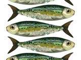 Sardines