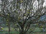 Pommes fleurs au four. Bloomin’apple