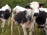 Au secours de la Vosgienne, l’autre vache comtoise