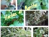 Confidences sur ... les herbes aromatiques