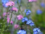 Myosotis petites fleurs