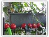 Tomates en habit rouge ;)