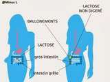 L'intolérance au Lactose, Je Veux Tout Savoir