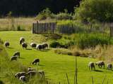 Grace a Sauvage installez la biodiversite en ville