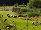 Grace a Sauvage installez la biodiversite en villeville