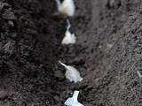 How to Grow Garlic