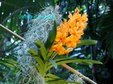 10 Curiosités à savoir sur les Orchidées