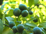 Agrumes résistants au froid : mon Mandarinier Satsuma, Citrus unshiu, passe le cap des 100 fruits