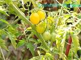 Astuces pour avoir de belles Tomates