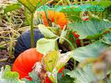 Autour de la Confiture de Courge Pleine de Naples à Saint Jean de Beauregard