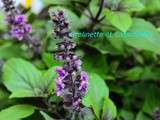 Basilic perpétuel : Ocimum kilimandscharicum