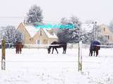 Brie sous la Neige