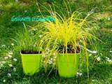 Carex Evercolor et Panicum Sangria : Je découvre Globe Planter