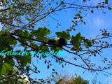 Courges de Naples dans les Fruitiers