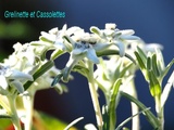 Edelweiss au Jardin ? Leontopodium alpinum