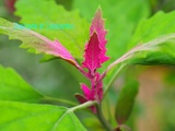 Farinello Gigante, Chenopodium Giganteum