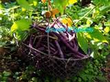 Haricots Carminat à Rame, cosse violette