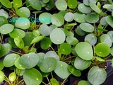 Multiplier le Pilea, Pilea Peperomioides