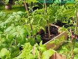 Plantations de Tomates : on y va