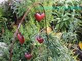 Puissant Estragon... Une forte Personnalité en Cuisine et au Potager