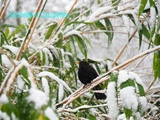 Quand la Neige protège du Gel