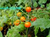 Quelles pulvérisations pour aider le Potager (Tomates, courges...) à traverser l'été... et Pulvérisateur tecnoma