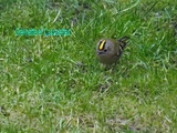 Roitelet à triple bandeau au Jardin, espèce protégée