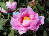 Spectaculaires Pivoines à Saint-Jean de Beauregard