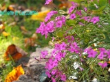 Tour au Jardin de novembre tardif