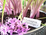 Tulbaghia Flamingo